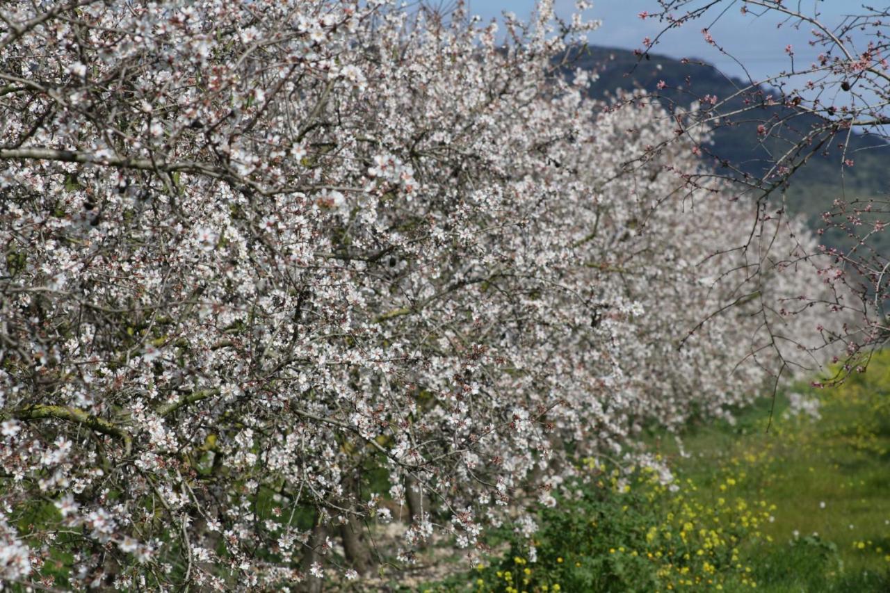 108 Finca Son Morey Tarongers Etv14340 By Mallorca Charme Can Picafort  Eksteriør billede